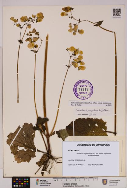 Calceolaria corymbosa [Espécimen: UDEC:CONC:0079515]