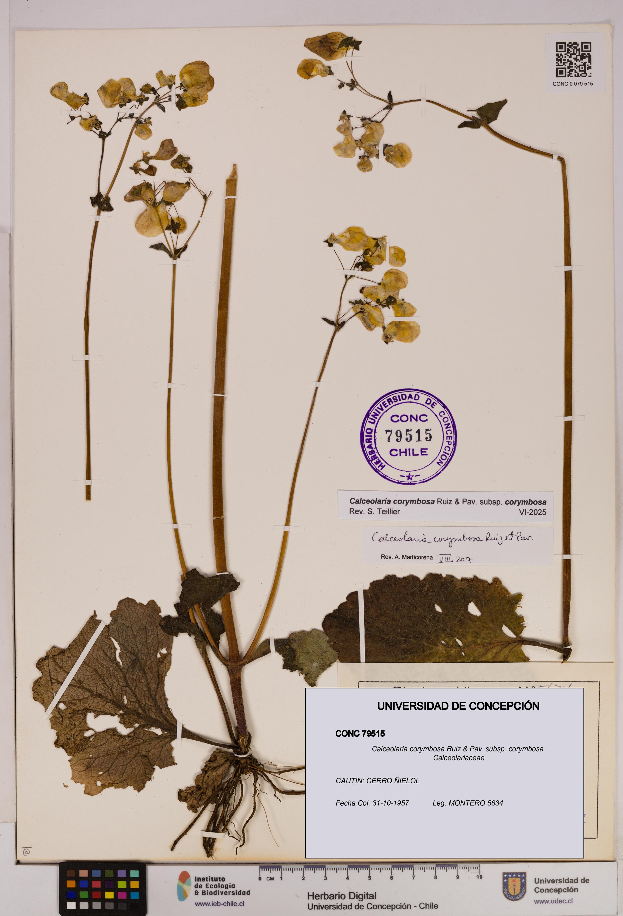 Calceolaria corymbosa [Espécimen: UDEC:CONC:0079515]