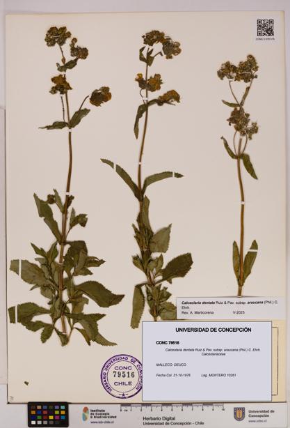 Calceolaria dentata subsp. araucana [Espécimen: UDEC:CONC:0079516]