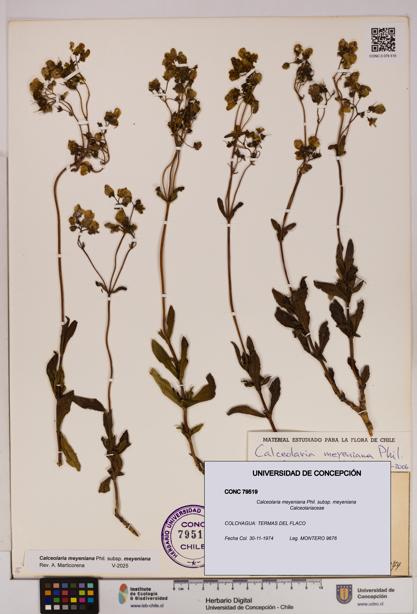 Calceolaria meyeniana subsp. meyeniana [Espécimen: UDEC:CONC:0079519]