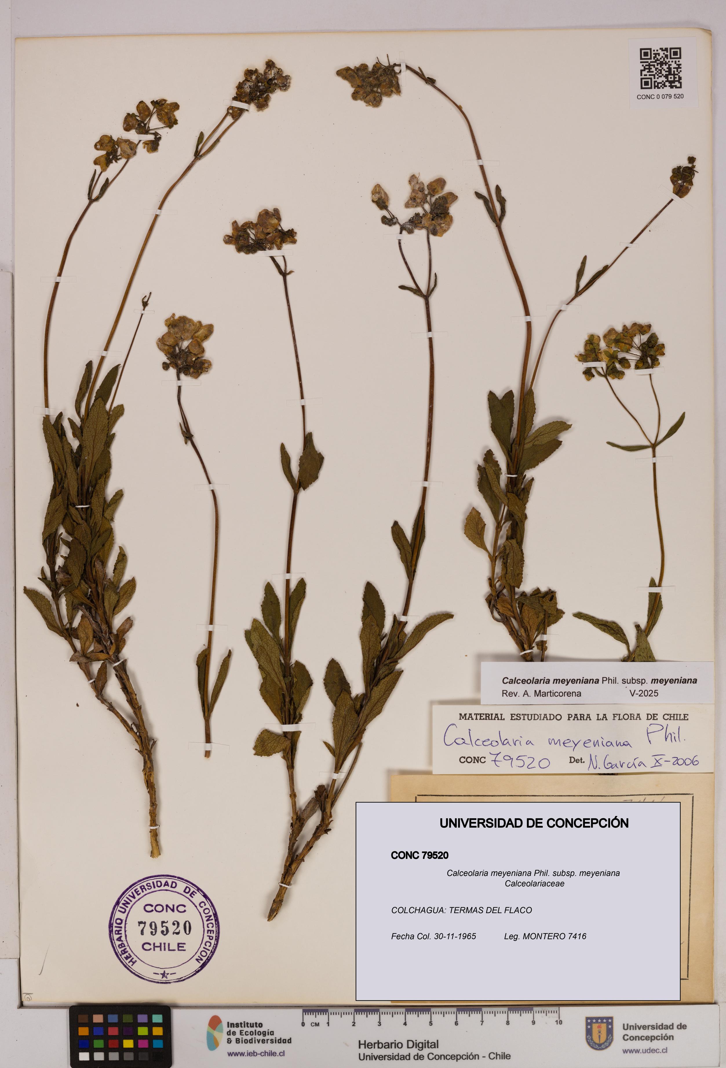 Calceolaria meyeniana subsp. meyeniana [Espécimen: UDEC:CONC:0079520]
