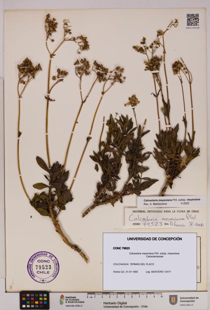 Calceolaria meyeniana subsp. meyeniana [Espécimen: UDEC:CONC:0079523]