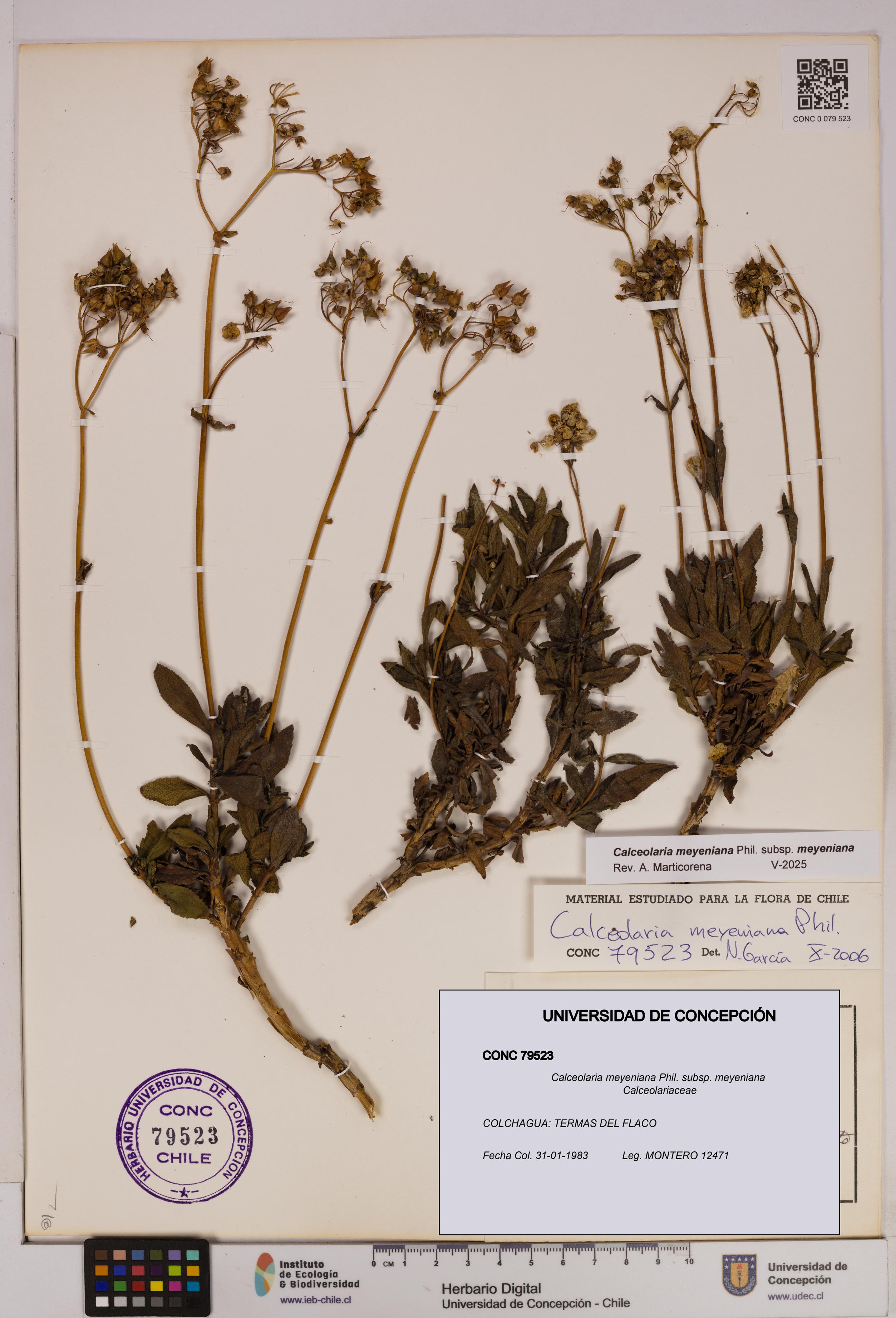 Calceolaria meyeniana subsp. meyeniana [Espécimen: UDEC:CONC:0079523]