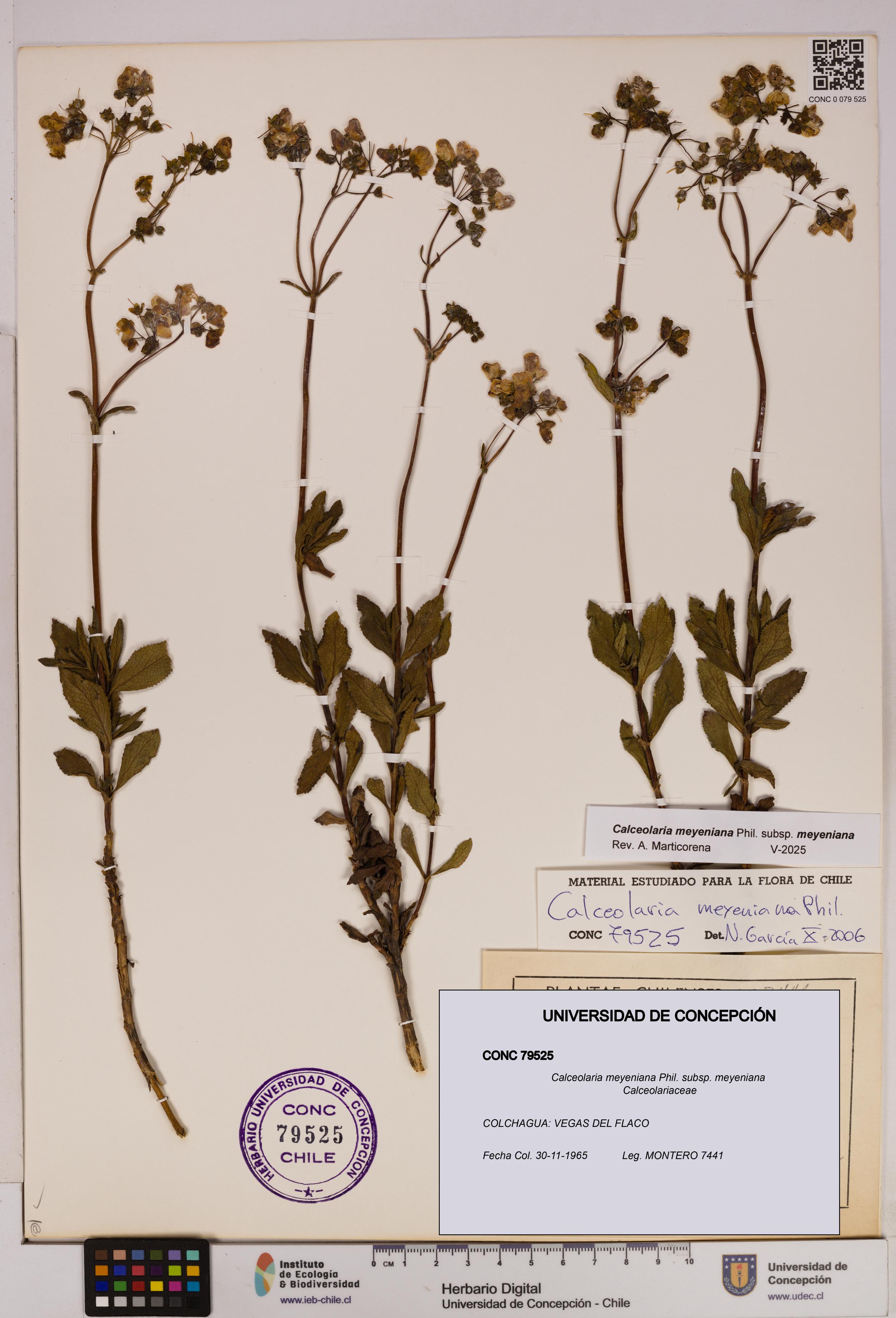 Calceolaria meyeniana subsp. meyeniana [Espécimen: UDEC:CONC:0079525]