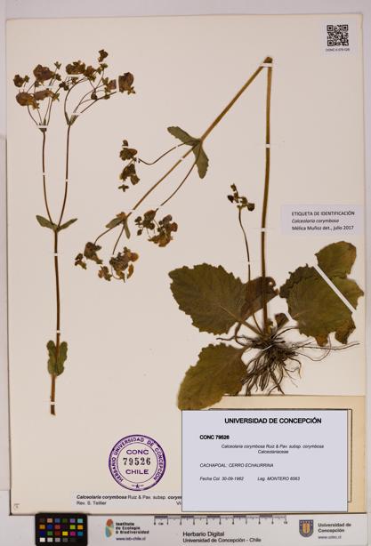 Calceolaria corymbosa [Espécimen: UDEC:CONC:0079526]
