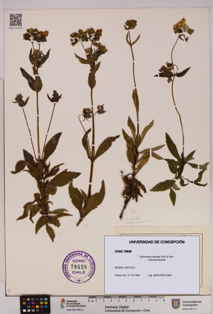 Calceolaria dentata [Espécimen: UDEC:CONC:0079528]