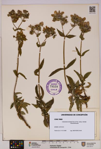 Calceolaria dentata subsp. dentata [Espécimen: UDEC:CONC:0079529]
