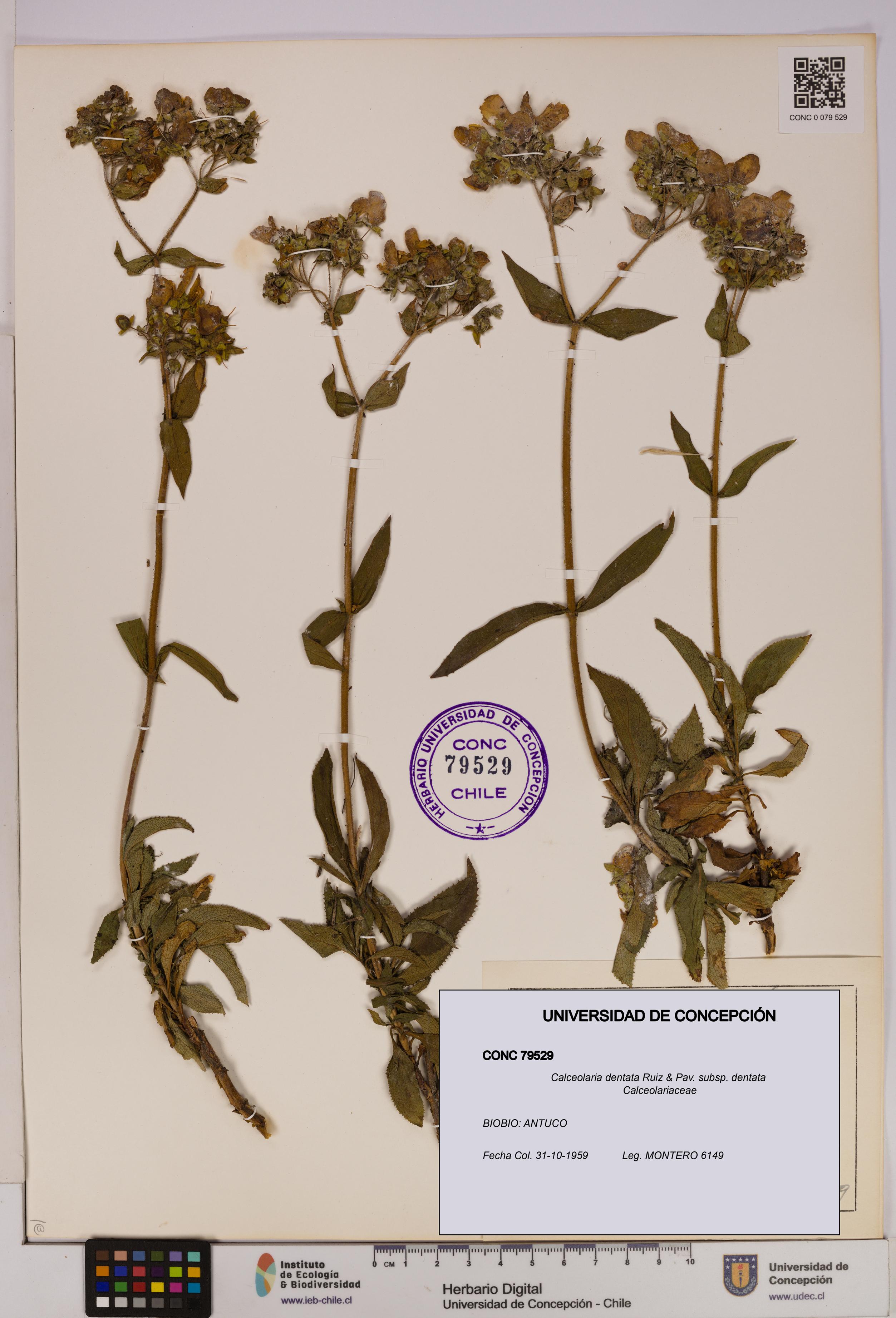 Calceolaria dentata subsp. dentata [Espécimen: UDEC:CONC:0079529]