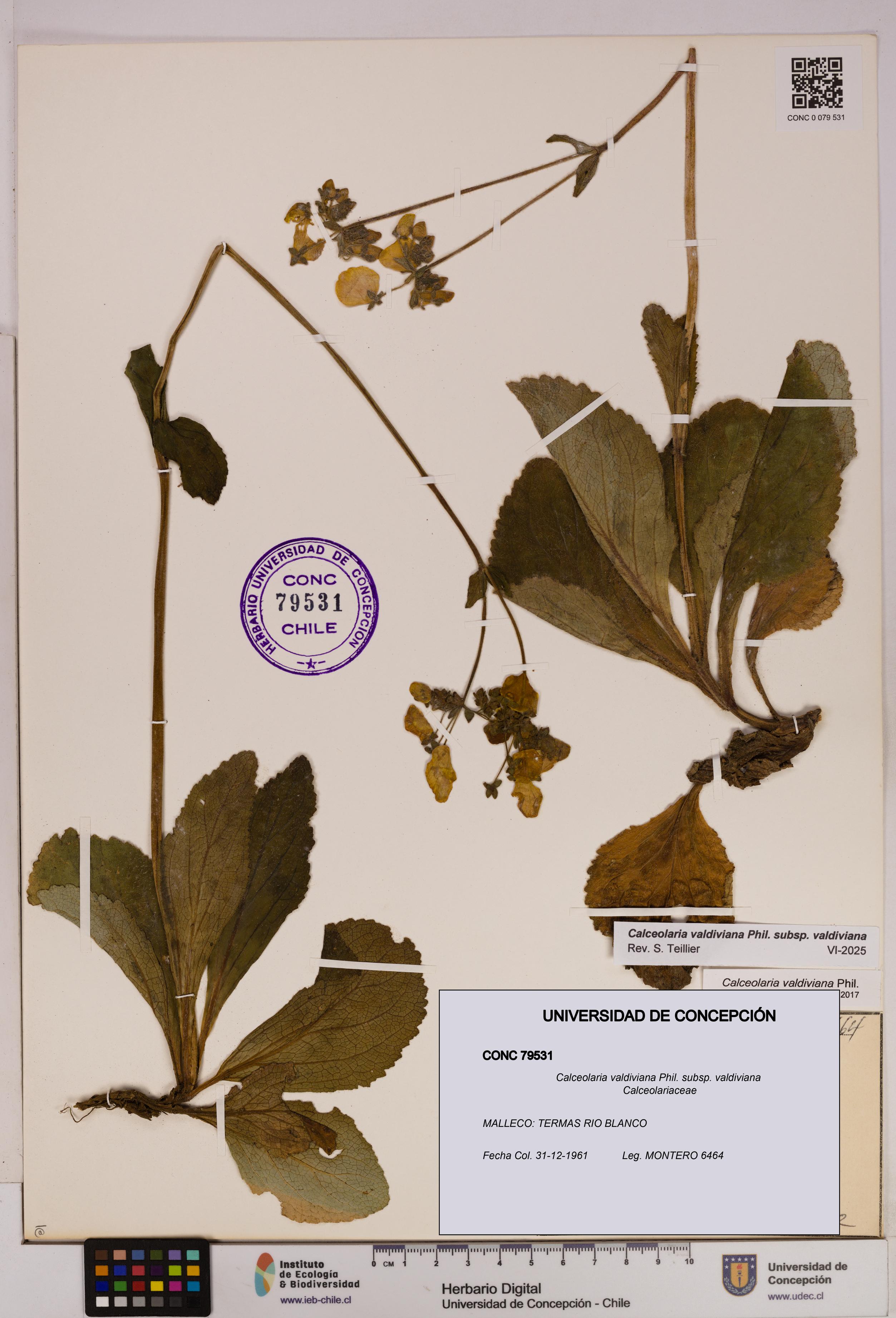 Calceolaria valdiviana subsp. valdiviana [Espécimen: UDEC:CONC:0079531]
