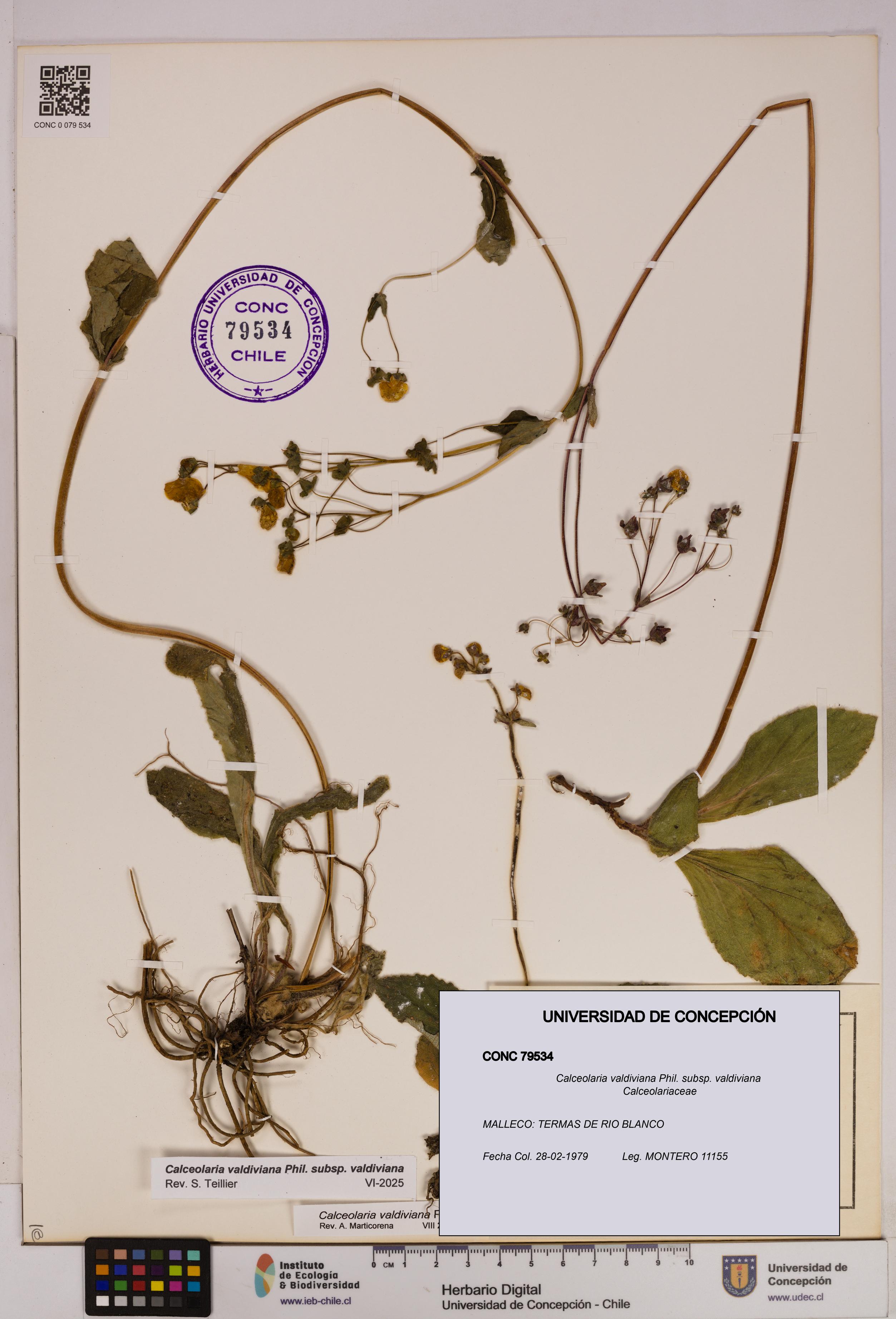 Calceolaria valdiviana subsp. valdiviana [Espécimen: UDEC:CONC:0079534]