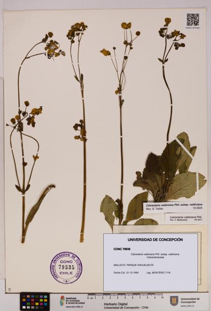 Calceolaria valdiviana subsp. valdiviana [Espécimen: UDEC:CONC:0079535]