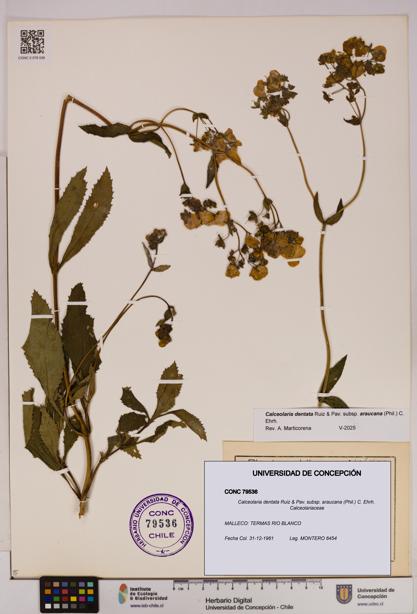 Calceolaria dentata subsp. araucana [Espécimen: UDEC:CONC:0079536]
