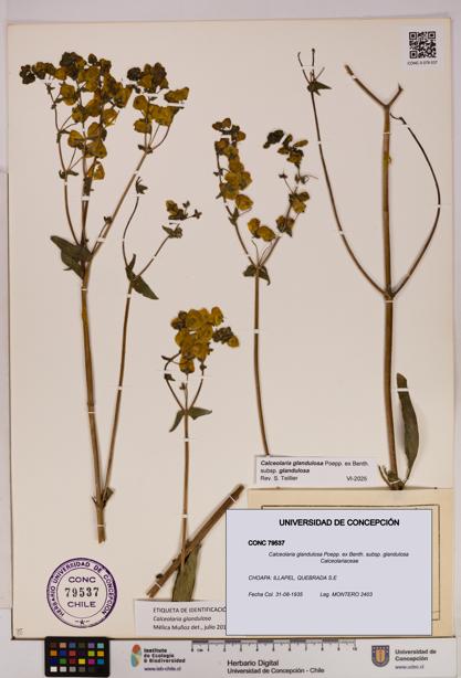 Calceolaria glandulosa [Espécimen: UDEC:CONC:0079537]