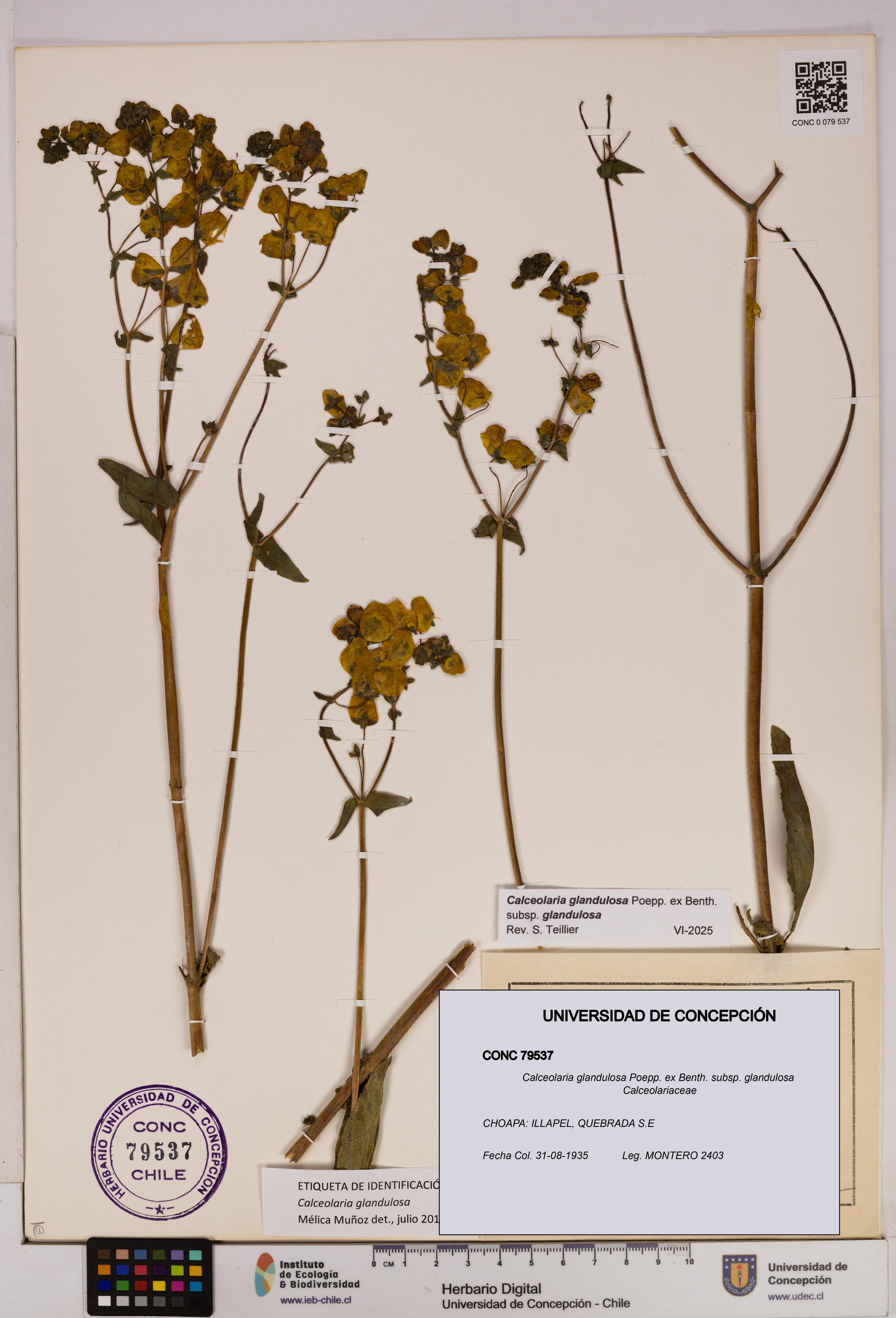 Calceolaria glandulosa [Espécimen: UDEC:CONC:0079537]