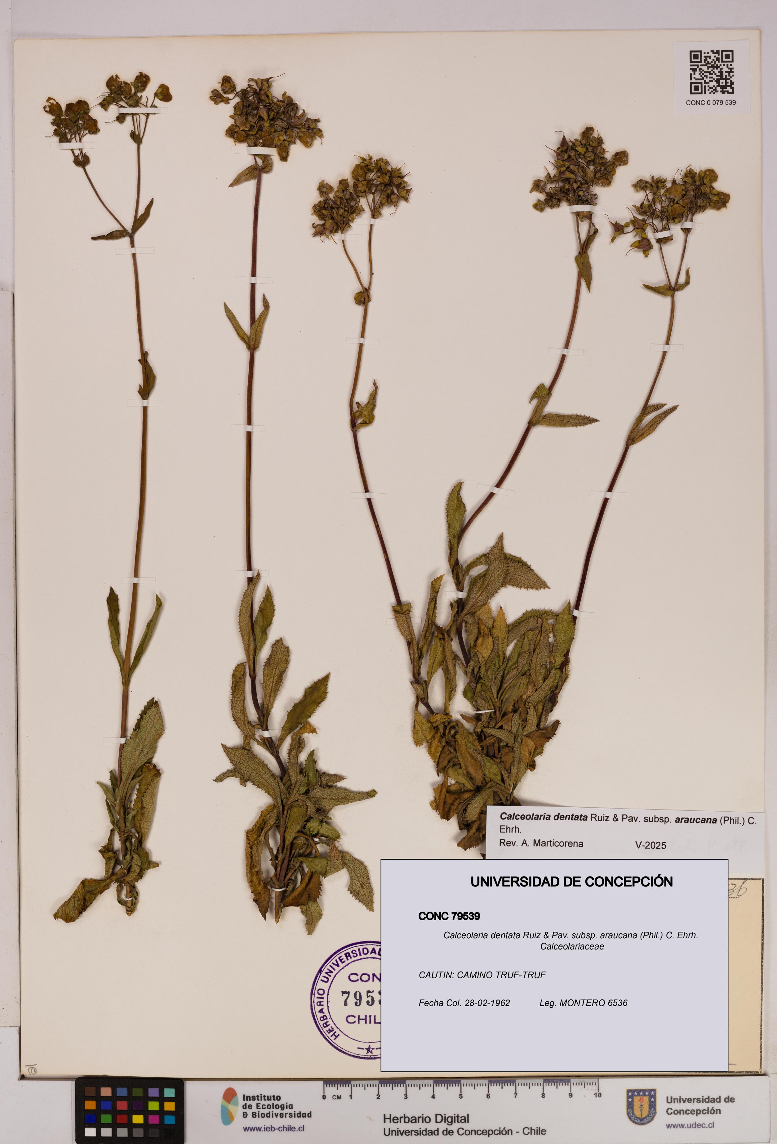 Calceolaria dentata subsp. araucana [Espécimen: UDEC:CONC:0079539]