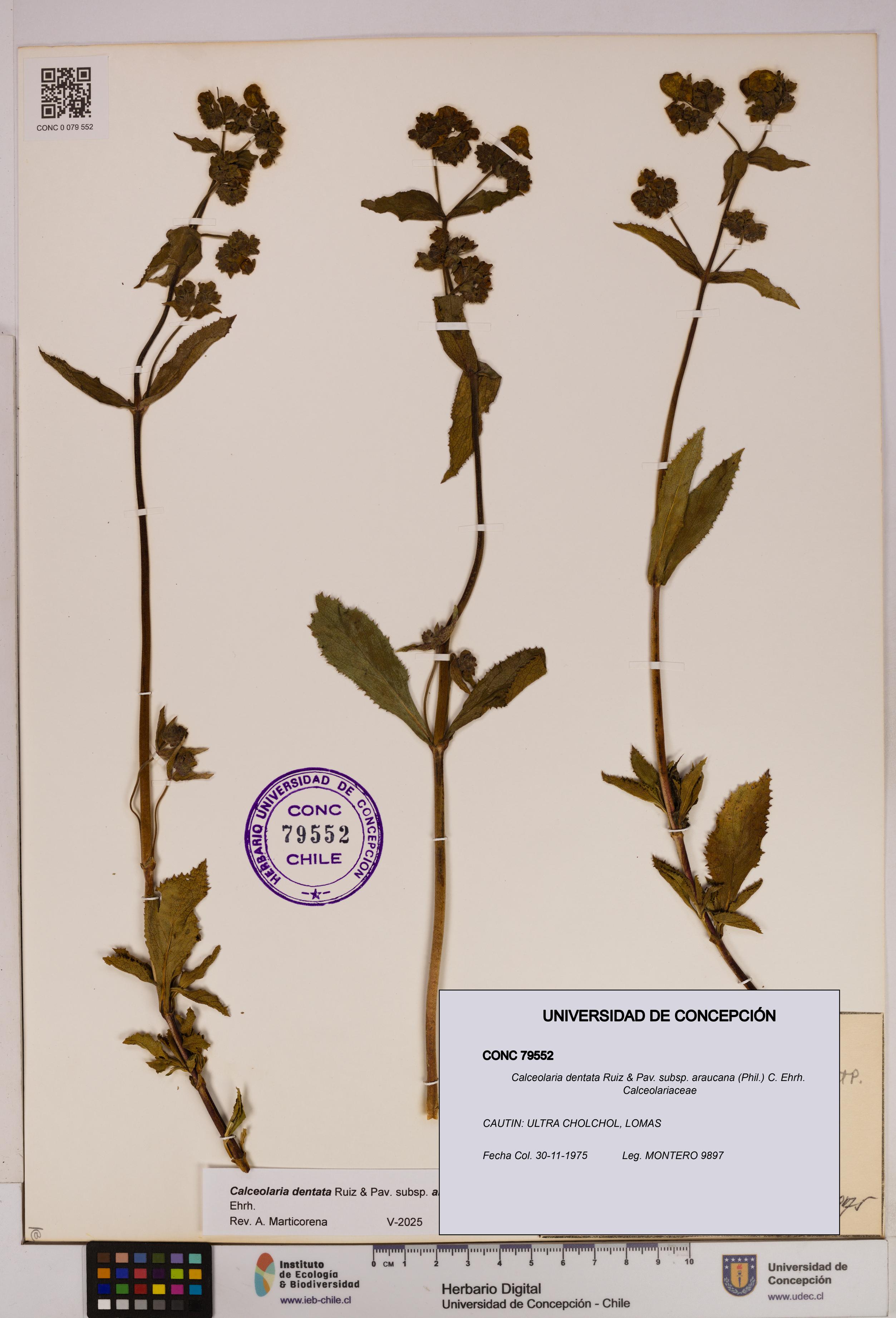 Calceolaria dentata subsp. araucana [Espécimen: UDEC:CONC:0079552]
