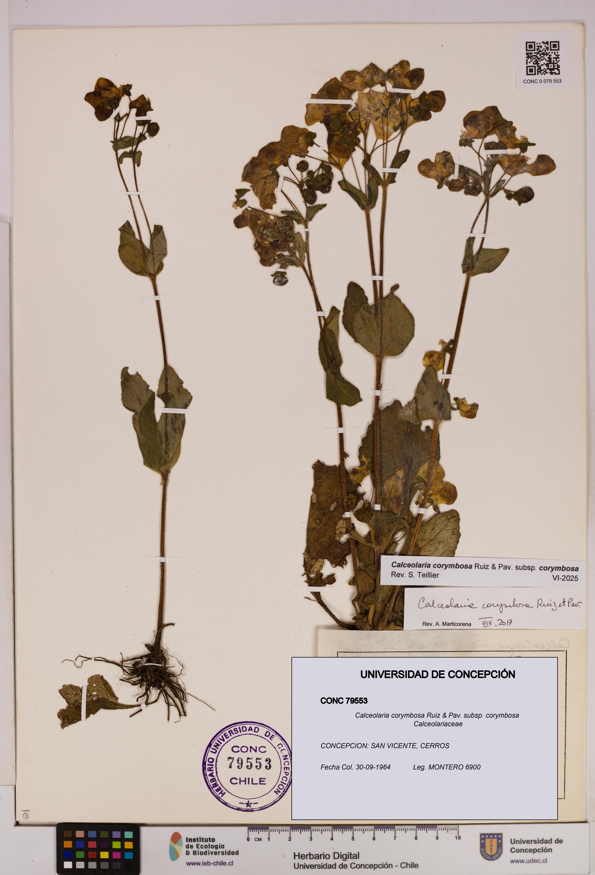 Calceolaria corymbosa [Espécimen: UDEC:CONC:0079553]