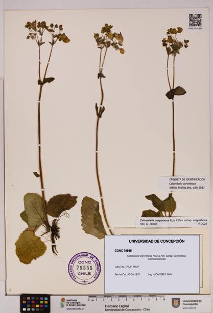 Calceolaria corymbosa [Espécimen: UDEC:CONC:0079555]
