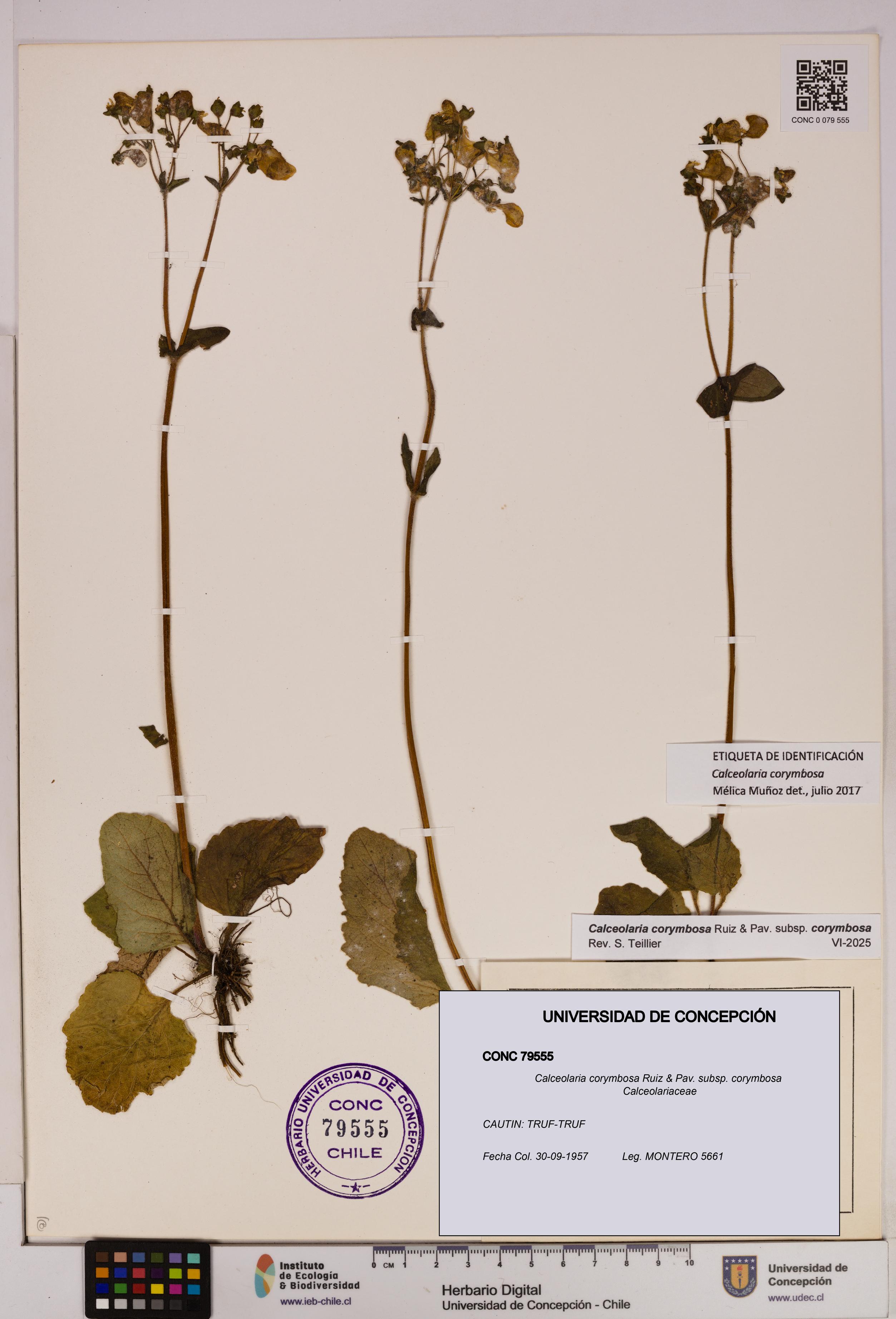 Calceolaria corymbosa [Espécimen: UDEC:CONC:0079555]