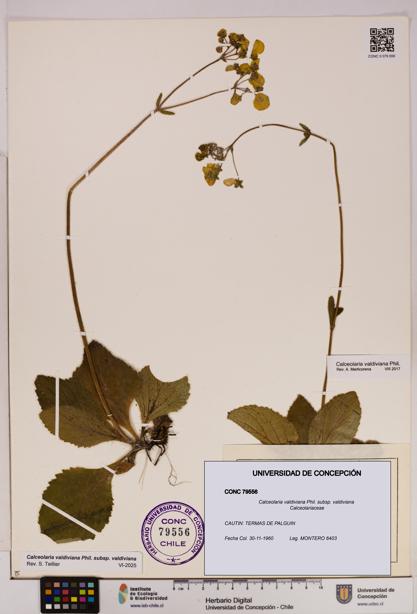 Calceolaria valdiviana subsp. valdiviana [Espécimen: UDEC:CONC:0079556]