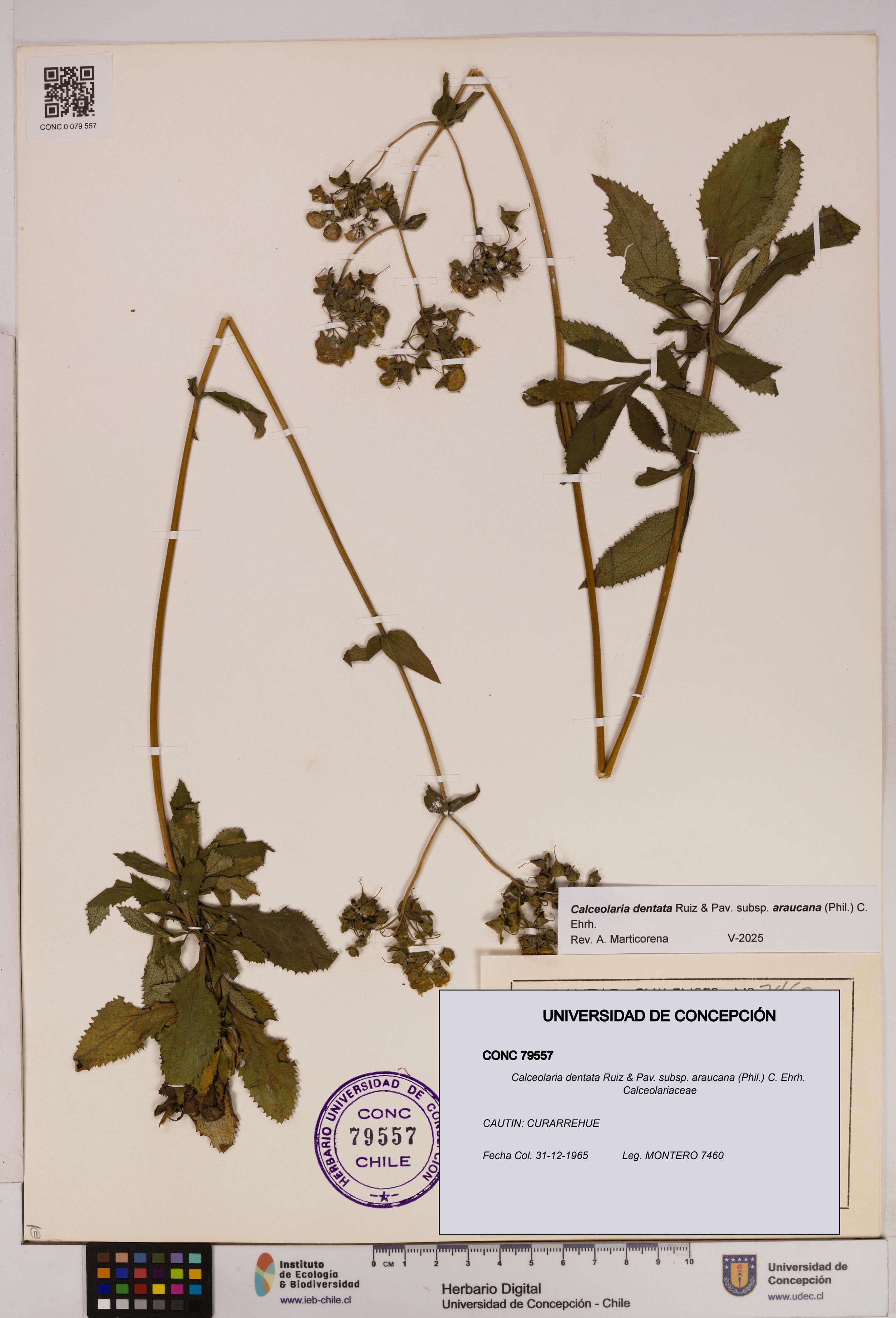 Calceolaria dentata subsp. araucana [Espécimen: UDEC:CONC:0079557]