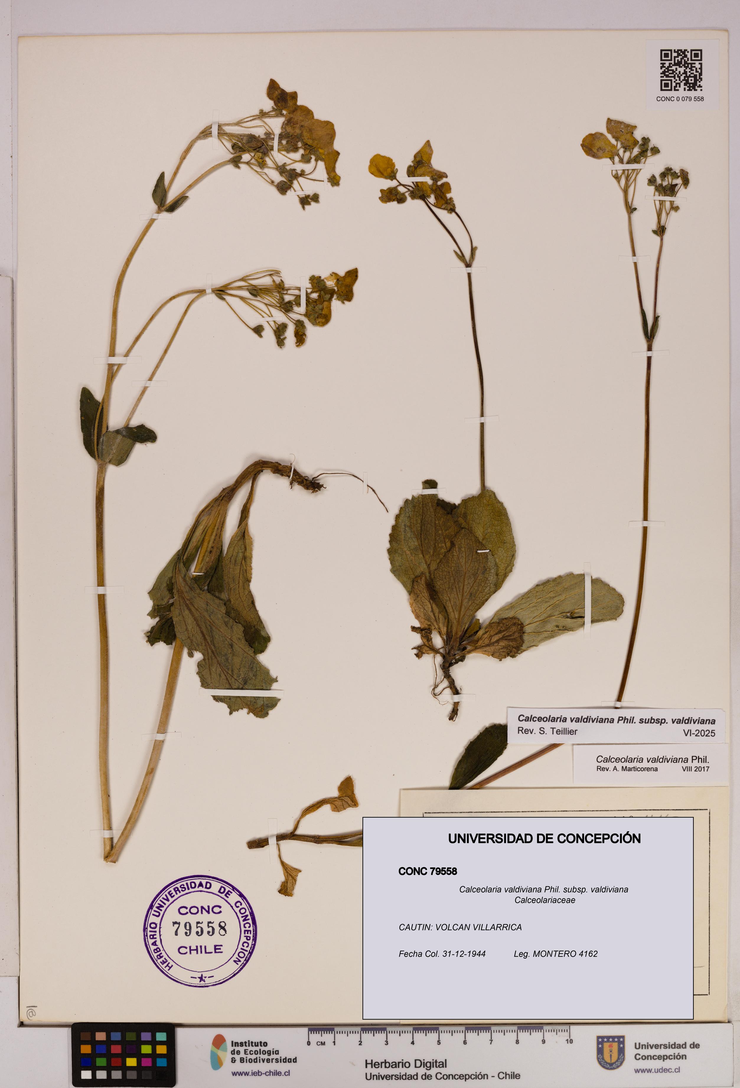 Calceolaria valdiviana subsp. valdiviana [Espécimen: UDEC:CONC:0079558]