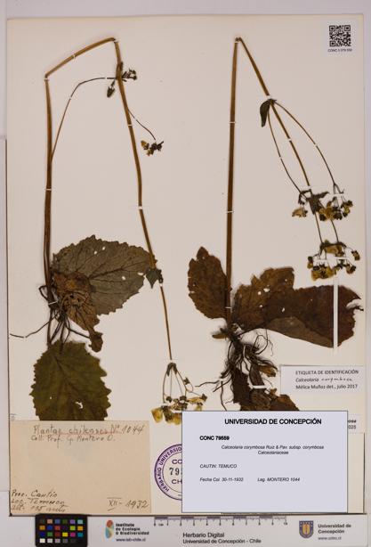 Calceolaria corymbosa [Espécimen: UDEC:CONC:0079559]