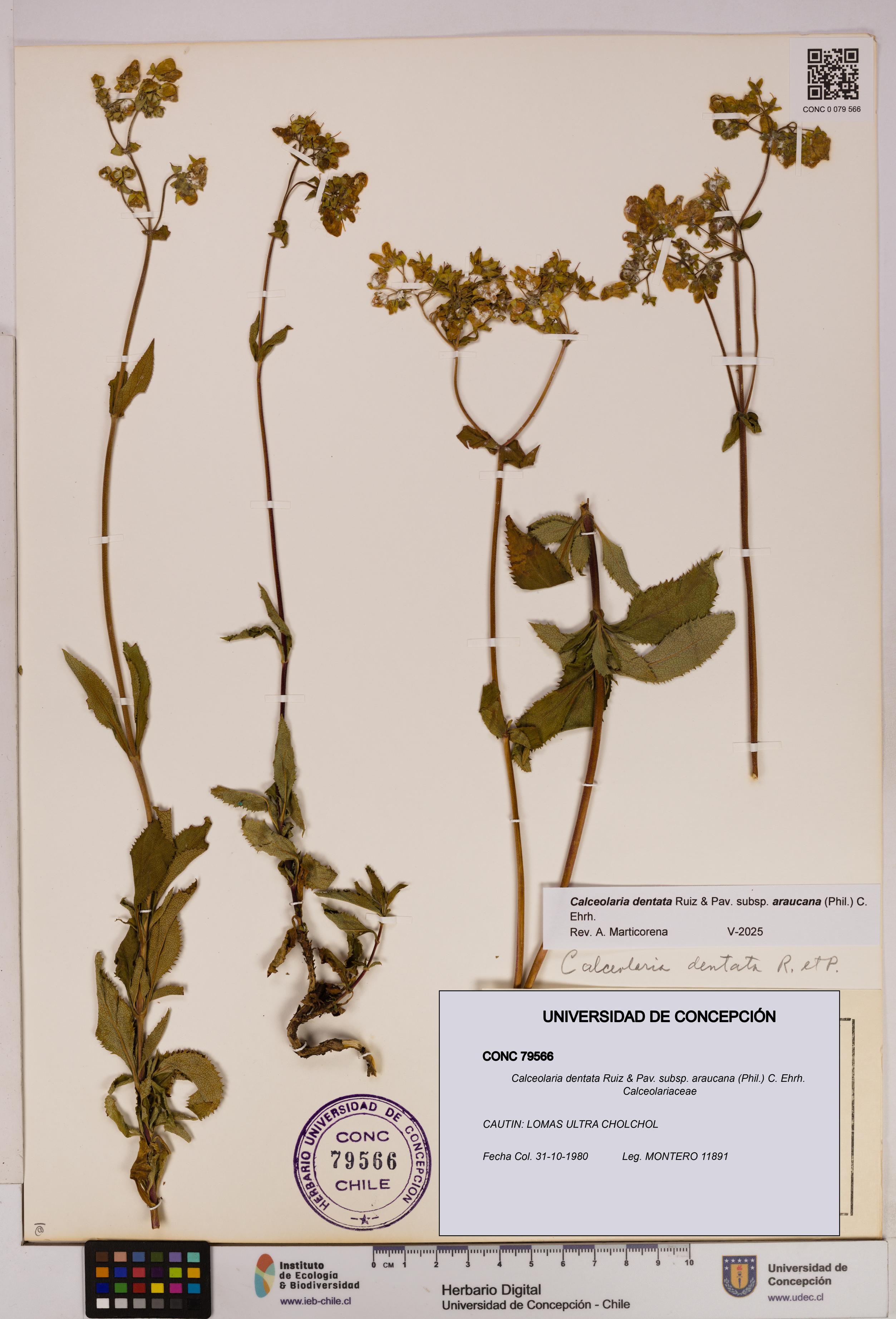Calceolaria dentata subsp. araucana [Espécimen: UDEC:CONC:0079566]