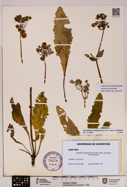 Calceolaria corymbosa [Espécimen: UDEC:CONC:0079570]
