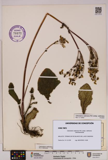 Calceolaria valdiviana subsp. valdiviana [Espécimen: UDEC:CONC:0079572]