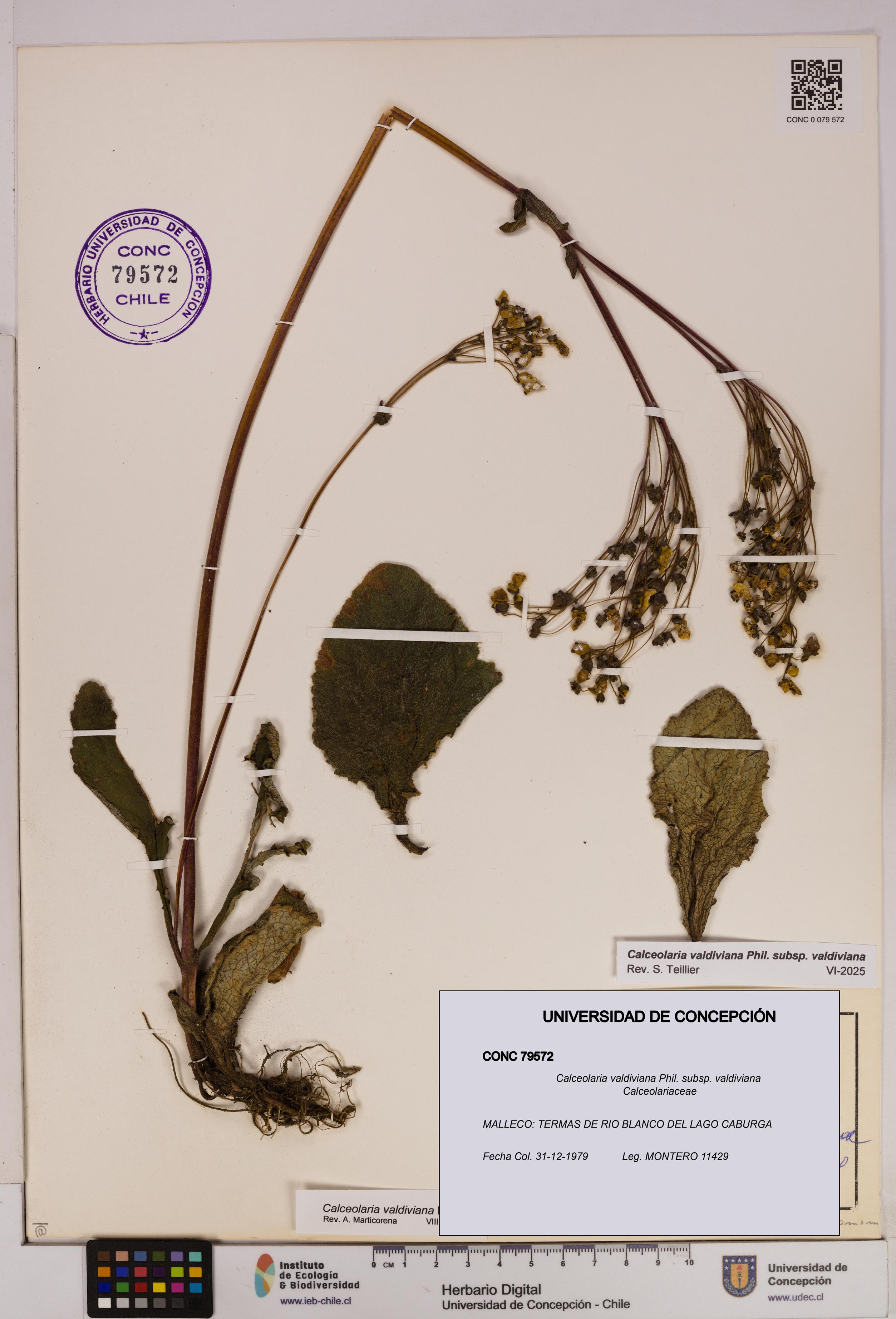 Calceolaria valdiviana subsp. valdiviana [Espécimen: UDEC:CONC:0079572]