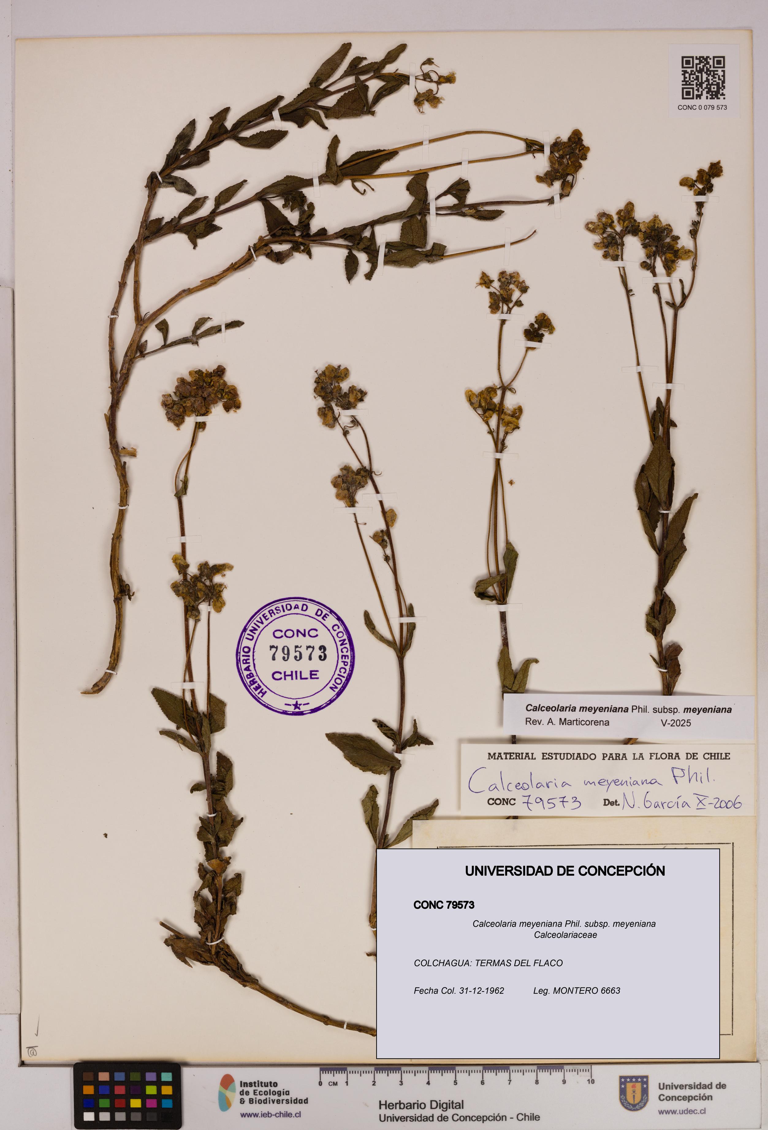 Calceolaria meyeniana subsp. meyeniana [Espécimen: UDEC:CONC:0079573]