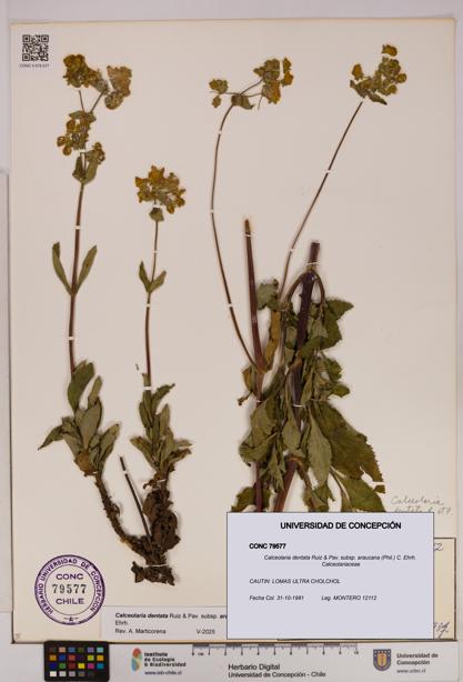 Calceolaria dentata subsp. araucana [Espécimen: UDEC:CONC:0079577]