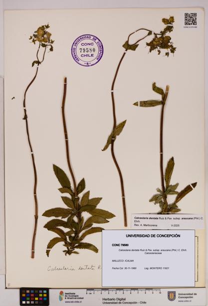 Calceolaria dentata subsp. araucana [Espécimen: UDEC:CONC:0079580]