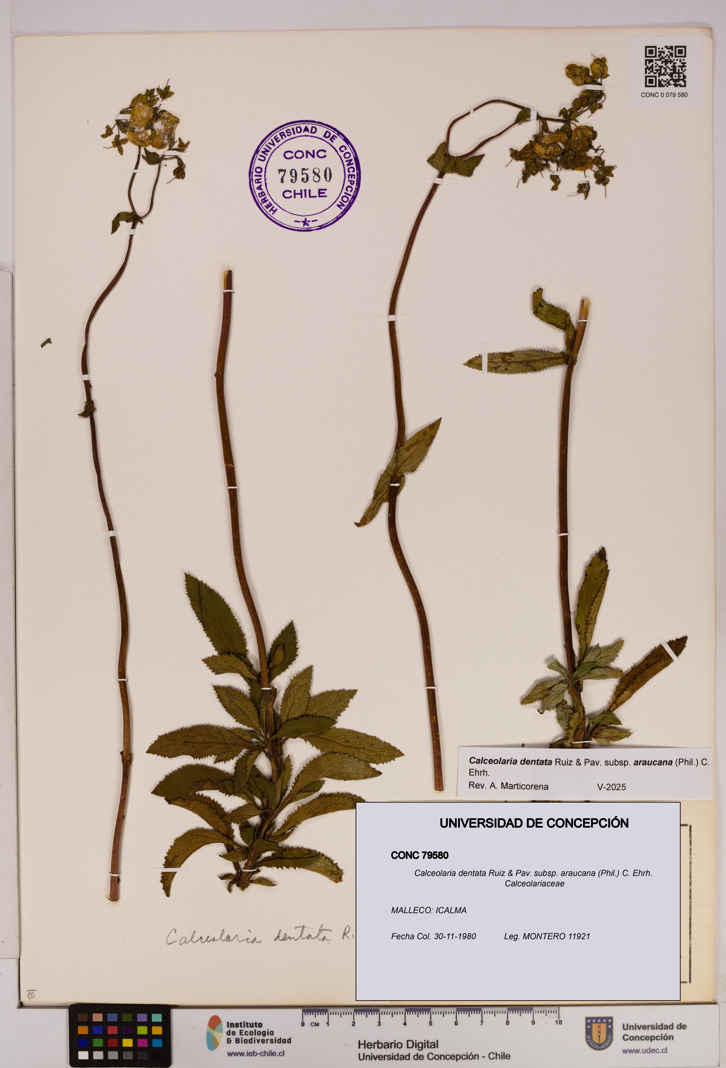Calceolaria dentata subsp. araucana [Espécimen: UDEC:CONC:0079580]