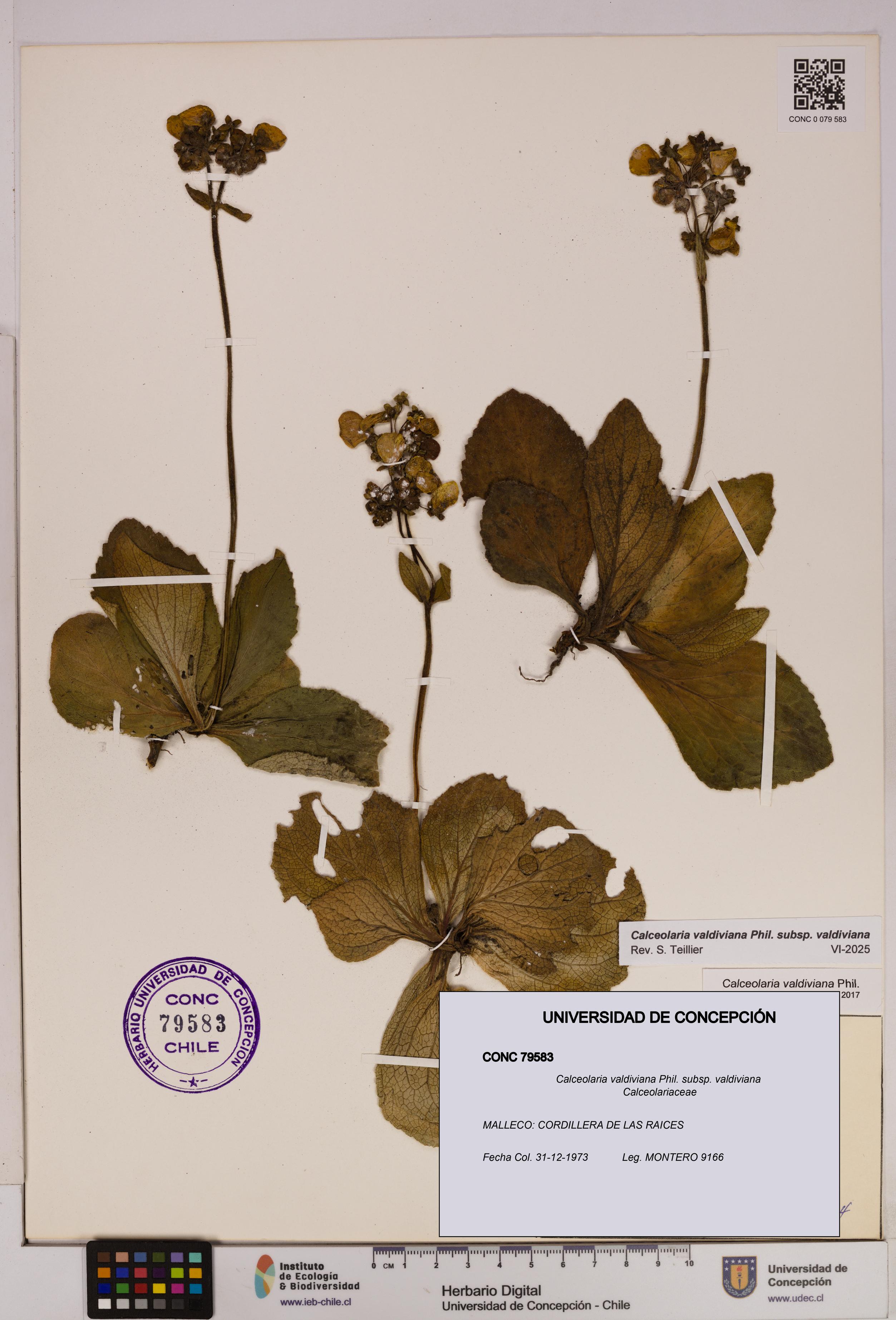 Calceolaria valdiviana subsp. valdiviana [Espécimen: UDEC:CONC:0079583]