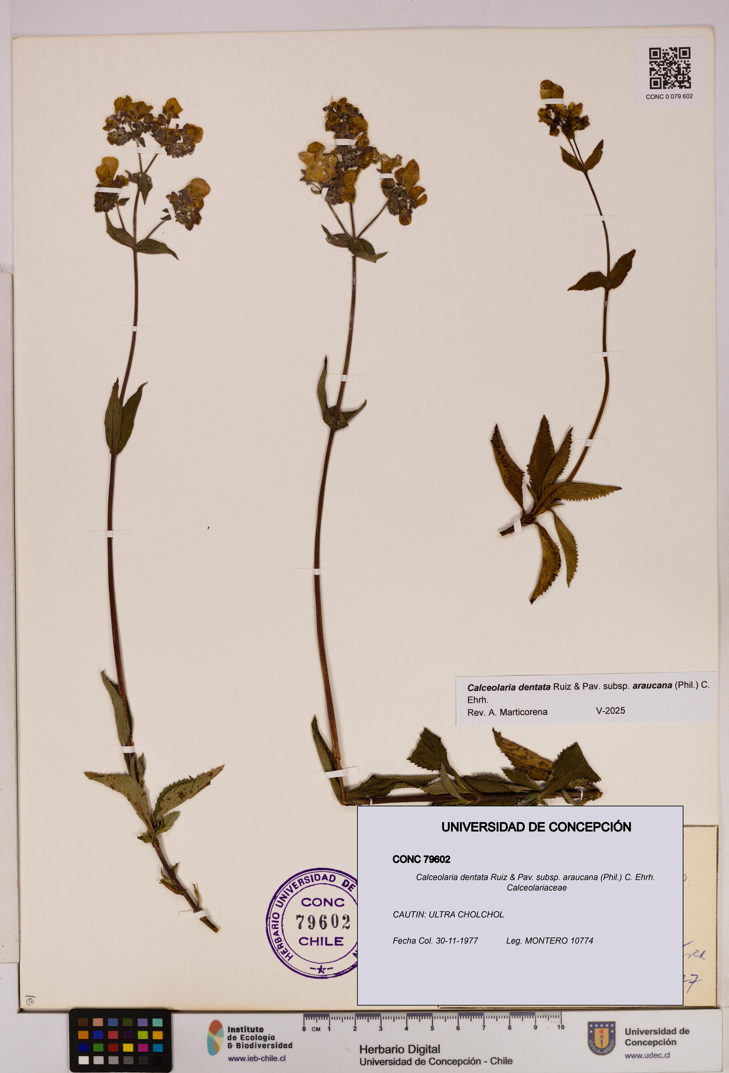 Calceolaria dentata subsp. araucana [Espécimen: UDEC:CONC:0079602]