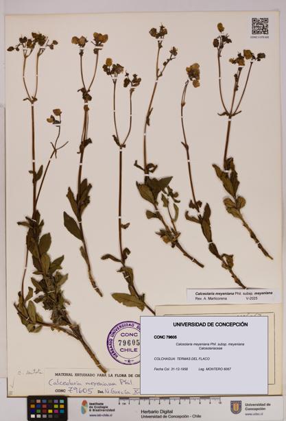 Calceolaria meyeniana subsp. meyeniana [Espécimen: UDEC:CONC:0079605]
