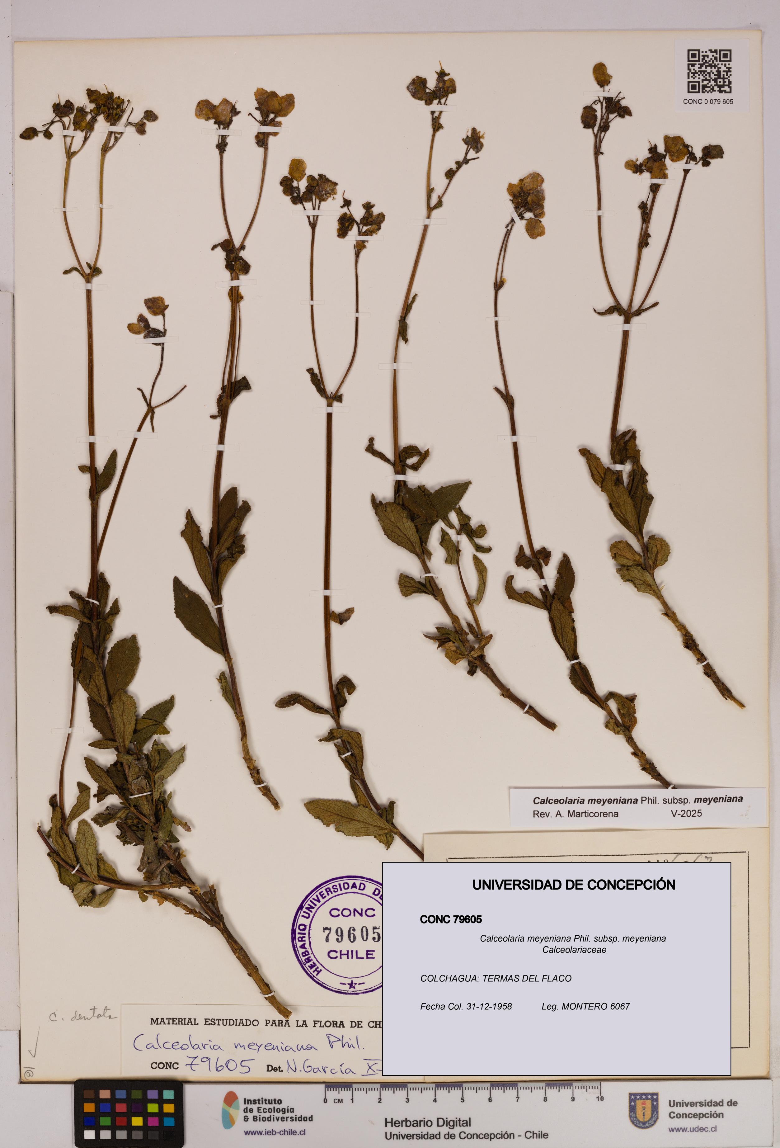 Calceolaria meyeniana subsp. meyeniana [Espécimen: UDEC:CONC:0079605]