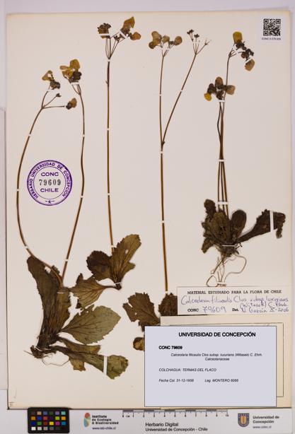 Calceolaria filicaulis [Espécimen: UDEC:CONC:0079609]