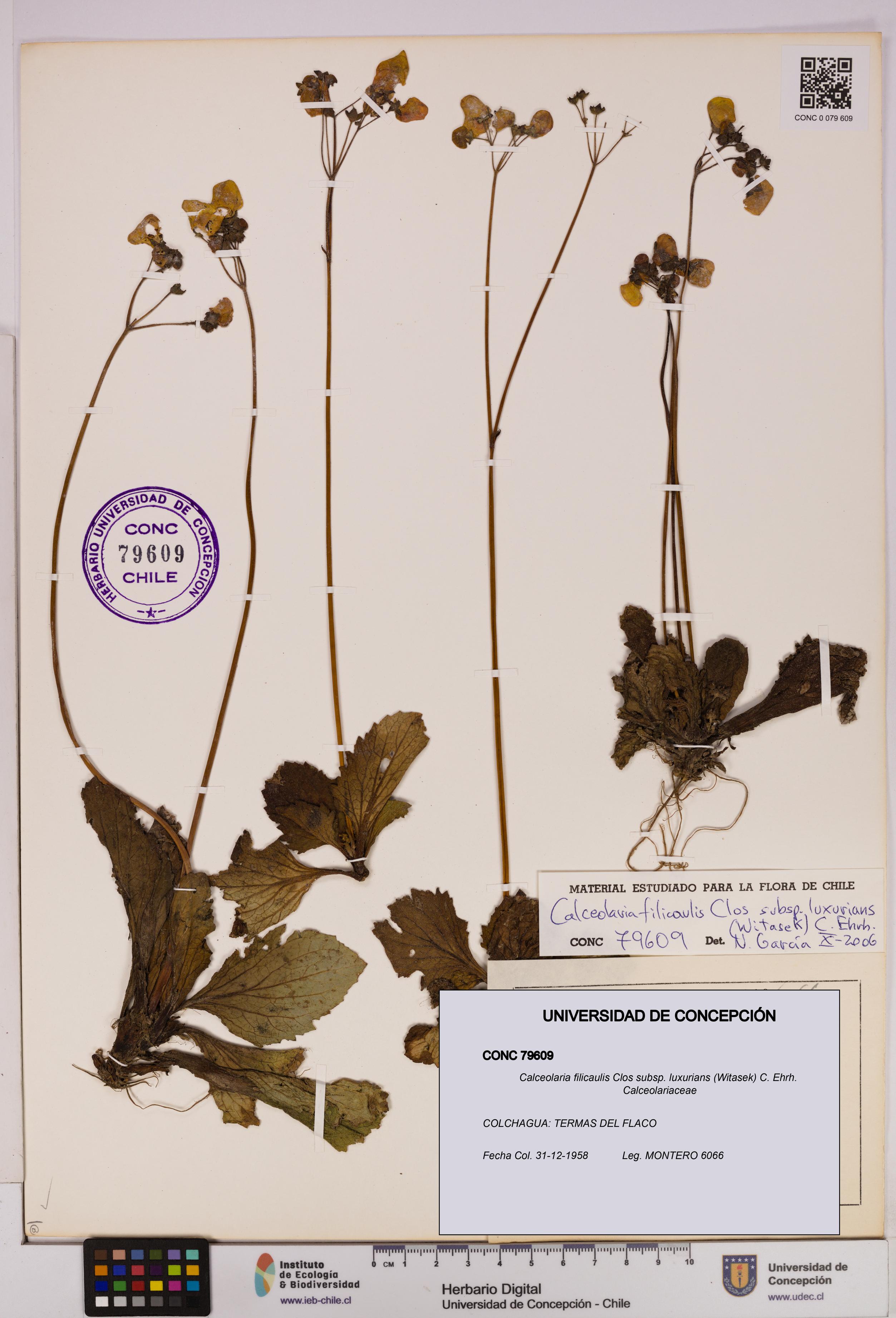 Calceolaria filicaulis [Espécimen: UDEC:CONC:0079609]