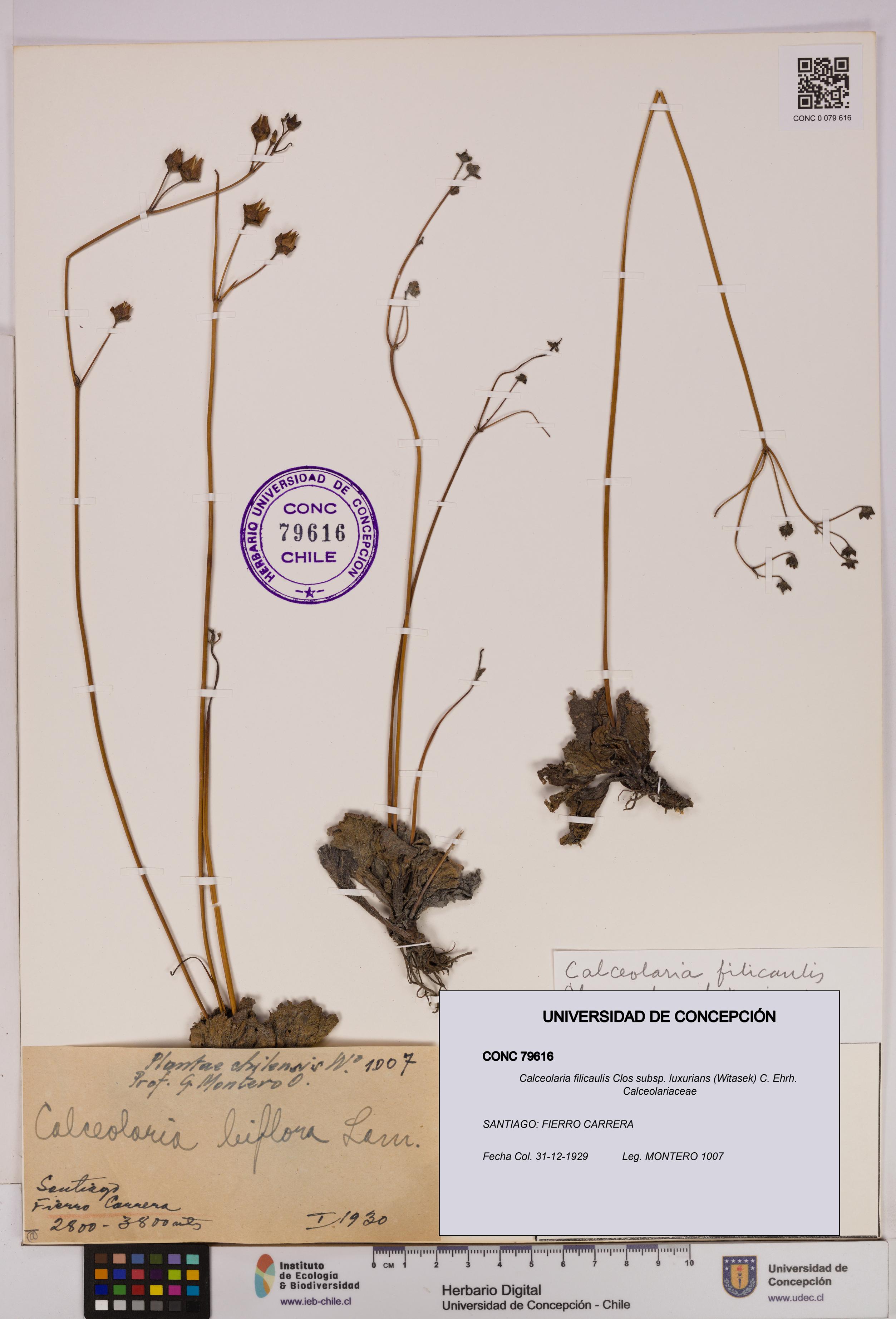 Calceolaria filicaulis [Espécimen: UDEC:CONC:0079616]