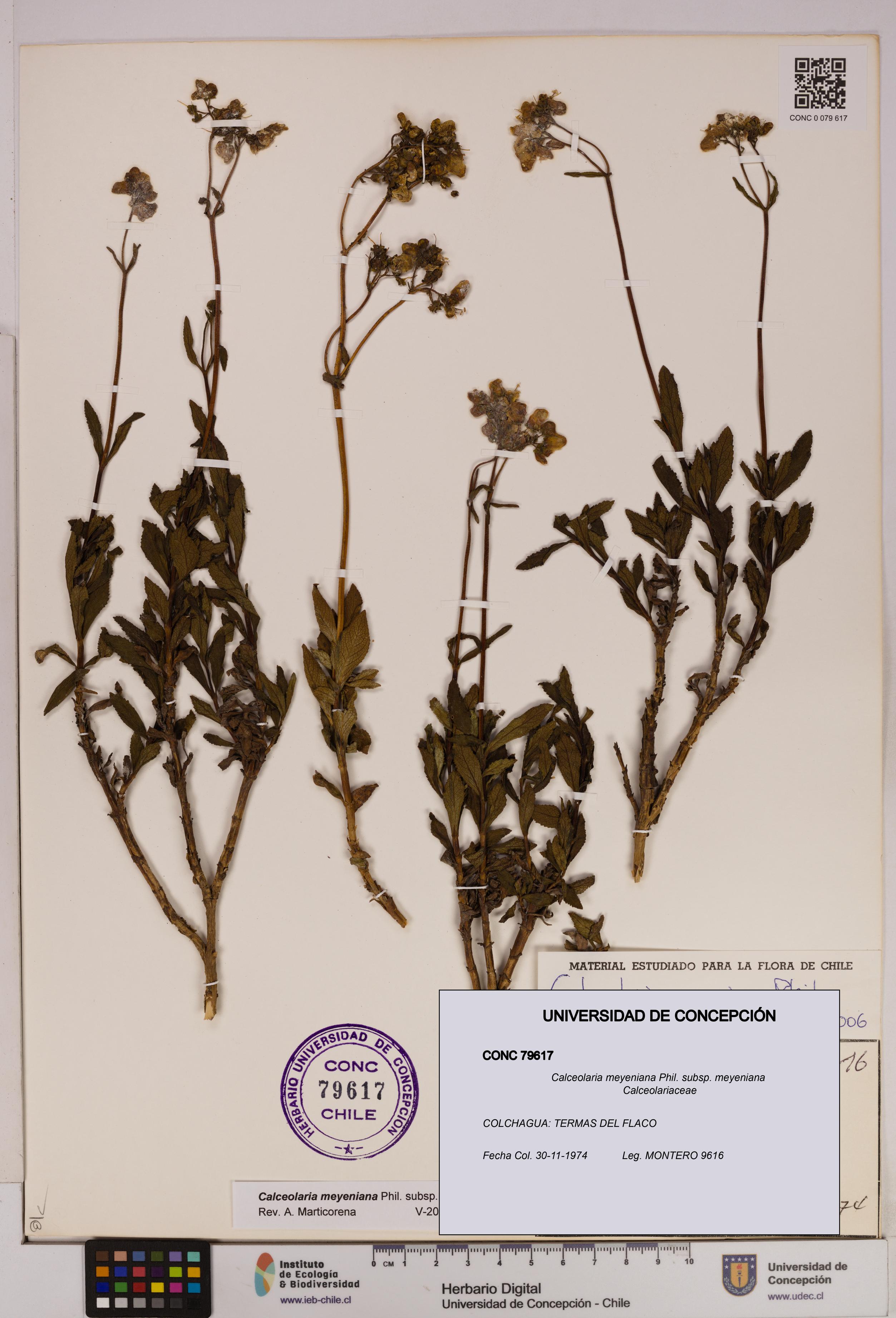 Calceolaria meyeniana subsp. meyeniana [Espécimen: UDEC:CONC:0079617]