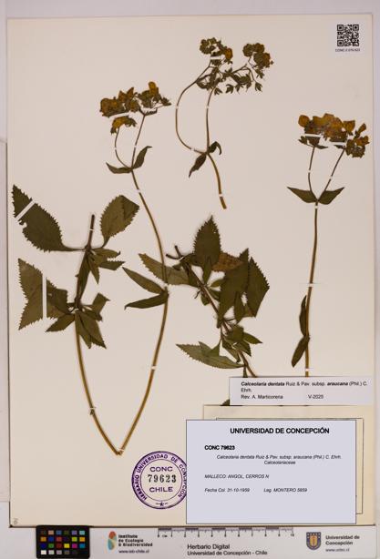 Calceolaria dentata subsp. araucana [Espécimen: UDEC:CONC:0079623]