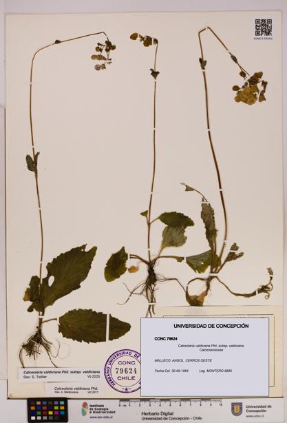 Calceolaria valdiviana subsp. valdiviana [Espécimen: UDEC:CONC:0079624]