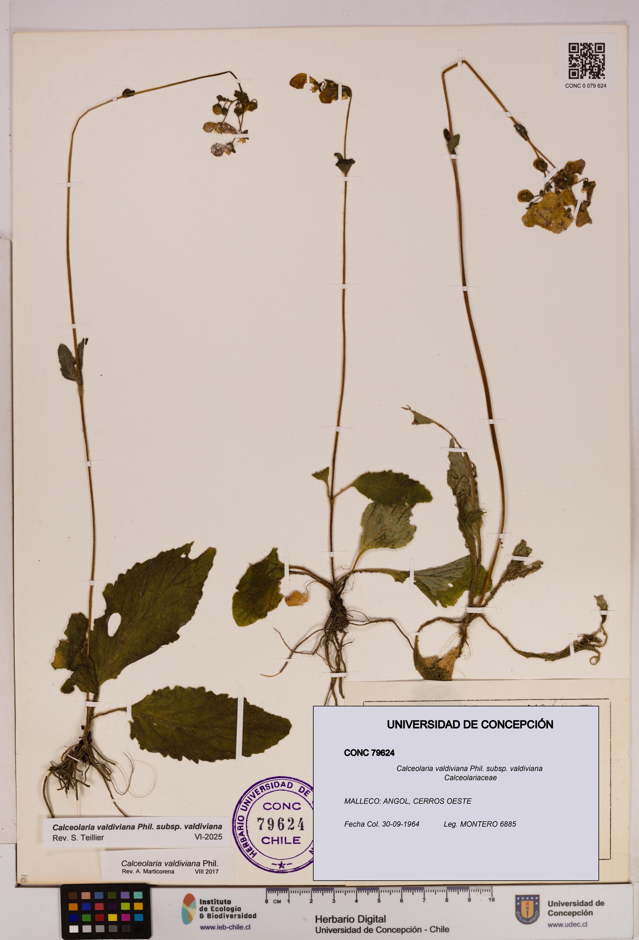 Calceolaria valdiviana subsp. valdiviana [Espécimen: UDEC:CONC:0079624]