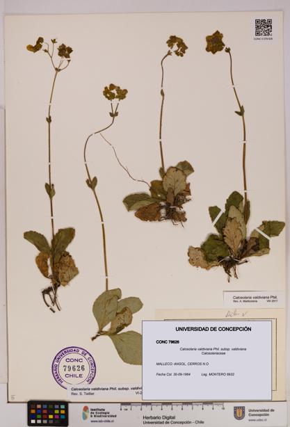 Calceolaria valdiviana subsp. valdiviana [Espécimen: UDEC:CONC:0079626]