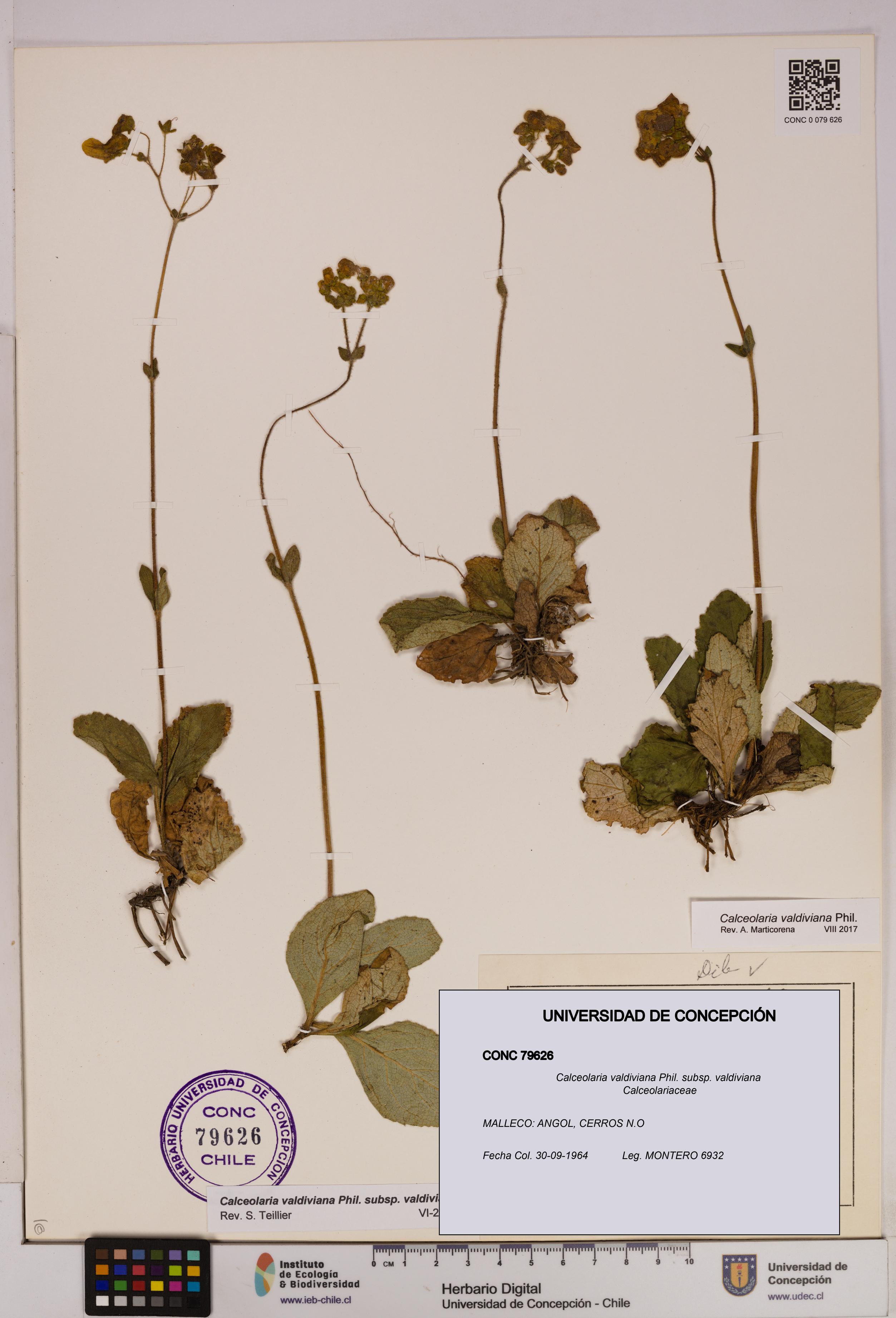 Calceolaria valdiviana subsp. valdiviana [Espécimen: UDEC:CONC:0079626]