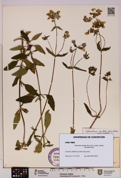 Calceolaria dentata subsp. dentata [Espécimen: UDEC:CONC:0079628]