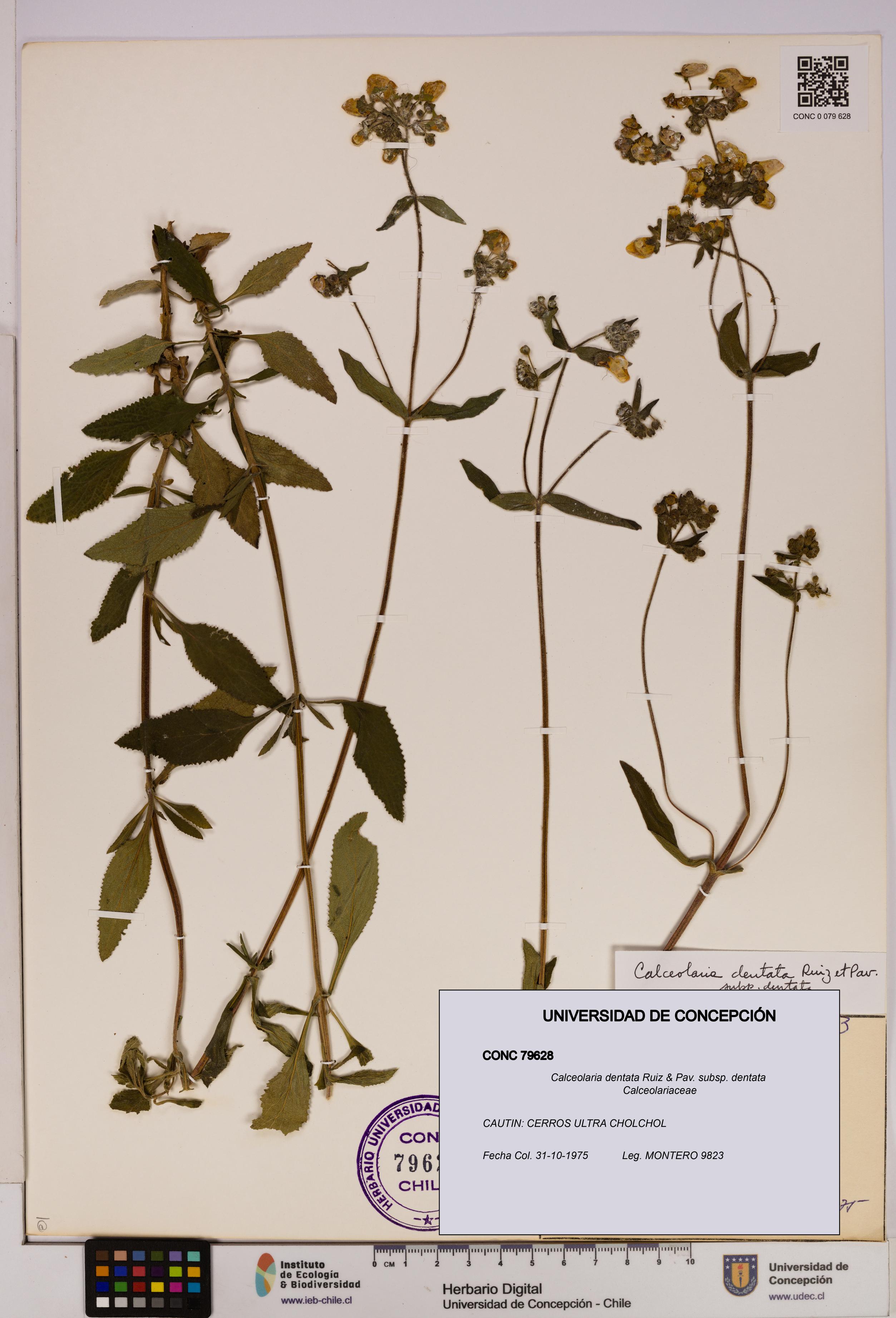 Calceolaria dentata subsp. dentata [Espécimen: UDEC:CONC:0079628]